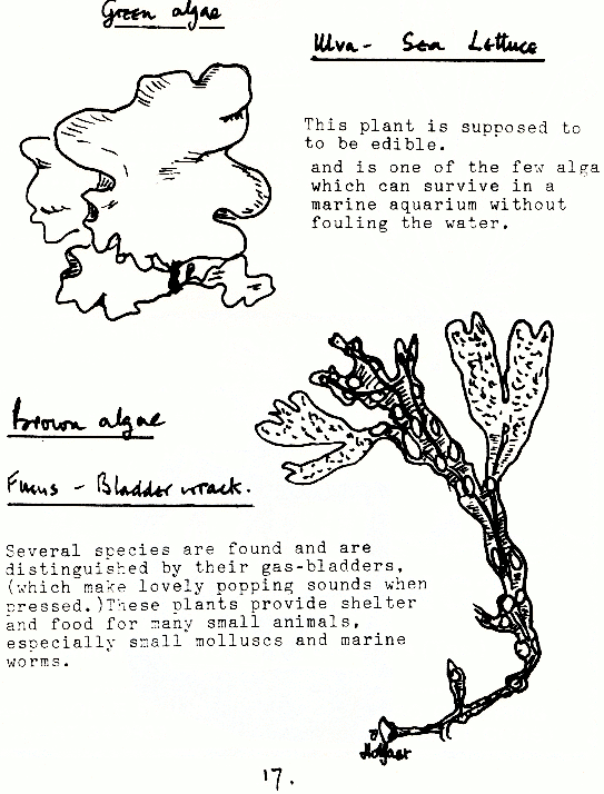 page scan