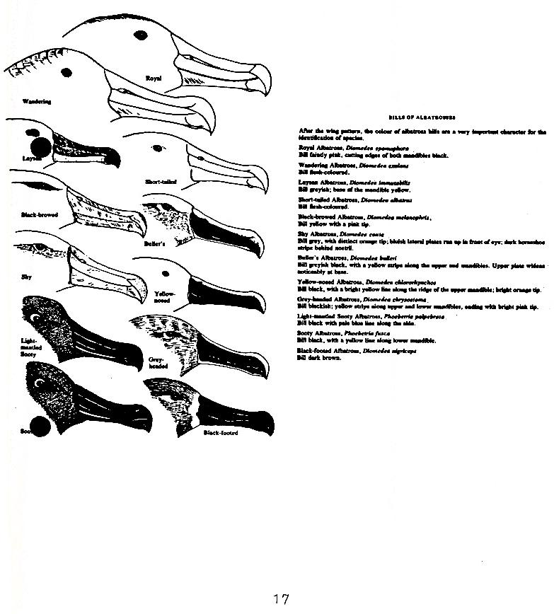 page scan